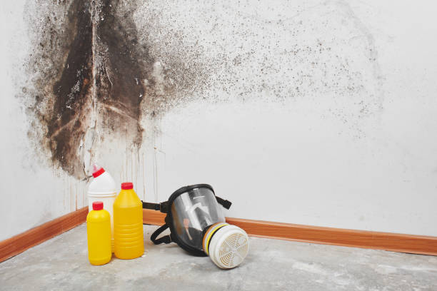 Professional Mold Removal in Carlyle, IL