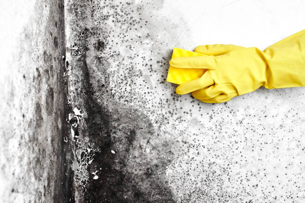 Best Mold Testing  in Carlyle, IL