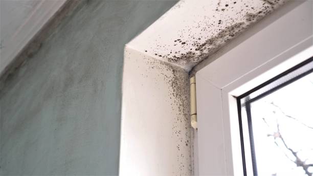 Best Same-Day Mold Removal  in Carlyle, IL