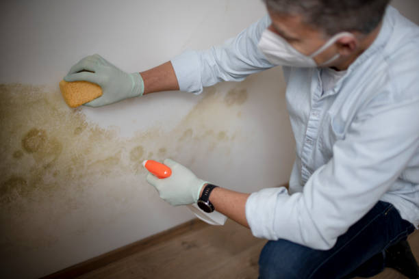 Best Emergency Mold Removal  in Carlyle, IL
