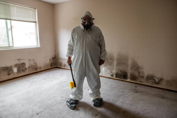 Attic Mold Removal in Carlyle, IL