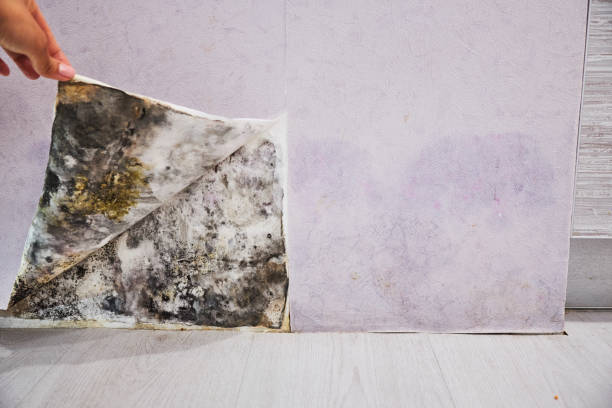 Best Black Mold Removal  in Carlyle, IL